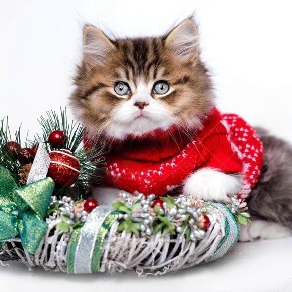 Meet your Posher, Aries - Picture 1 of 14